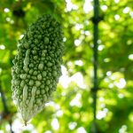 ゴーヤーの日(5月8日)|意味や由来・広報PRに活用するポイントと事例を紹介