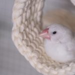 文鳥の日(10月24日)|意味や由来・広報PRに活用するポイントと事例を紹介