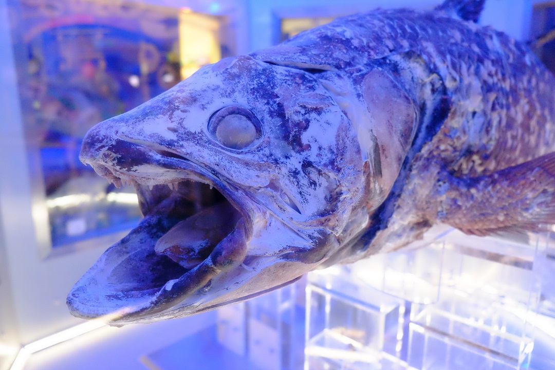 シーラカンスの日(12月20日)|意味や由来・広報PRに活用するポイントと事例を紹介