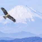 初夢の日(1月2日)|意味や由来・広報PRに活用するポイントと事例を紹介