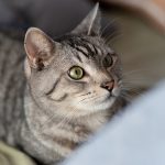 猫の日(2月22日)|意味や由来・広報PRに活用するポイントと事例を紹介