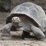 ダーウィンの日(2月12日)|意味や由来・広報PRに活用するポイントと事例を紹介