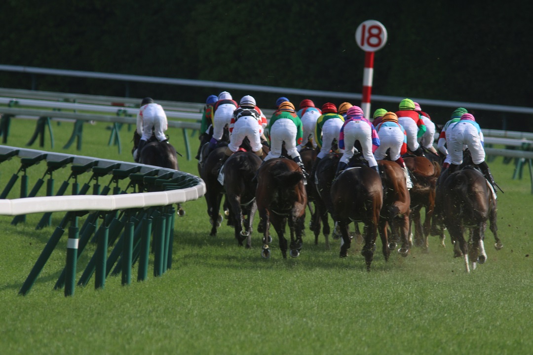 カード     ダービー記念  競馬 51KR054HdkL._UF350,350_QL50_.jpg