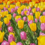 幸せの日(4月4日)|意味や由来・広報PRに活用するポイントと事例を紹介