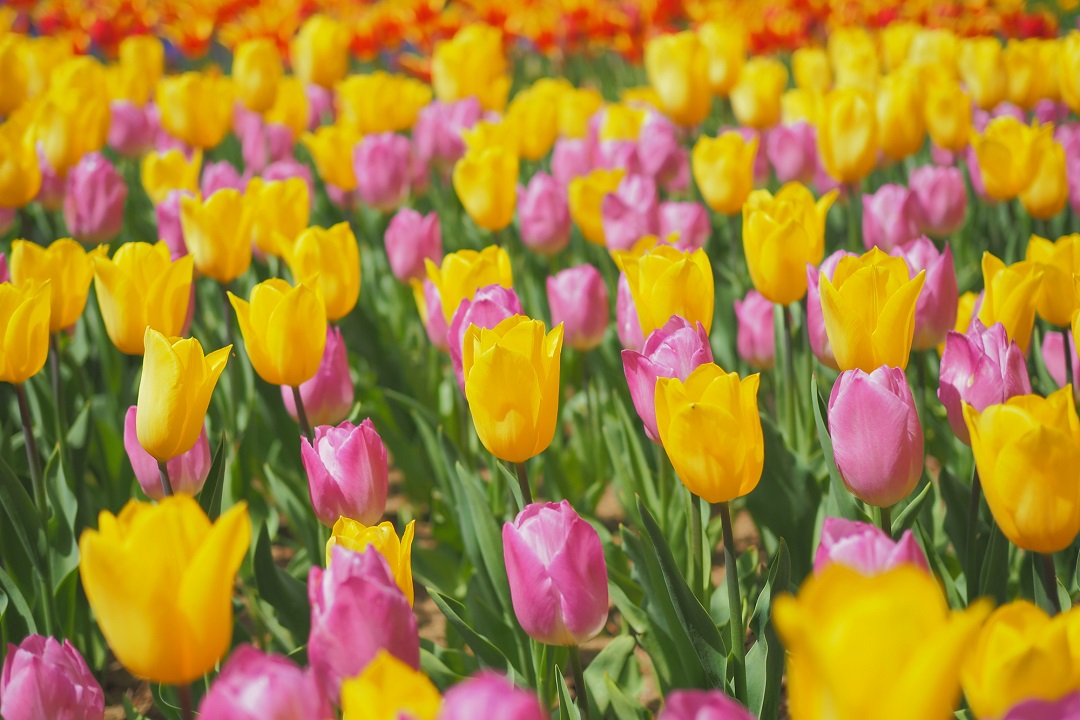 幸せの日(4月4日)|意味や由来・広報PRに活用するポイントと事例を紹介