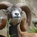 ひつじの日(6月6日)|意味や由来・広報PRに活用するポイントと事例を紹介