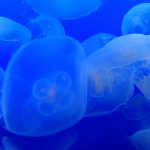 えのすいクラゲの日(毎月9日)|意味や由来・広報PRに活用するポイントと事例を紹介