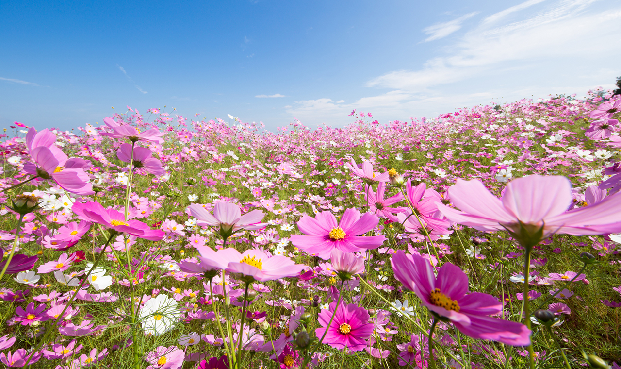 コスモスの日（9月14日）｜意味や由来・広報PRに活用するポイントと