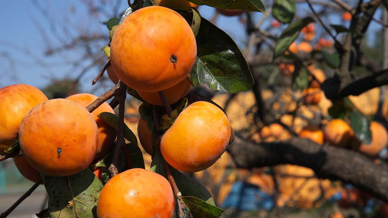 禅寺丸柿の日(10月21日)|意味や由来・広報PRに活用するポイントと事例を紹介