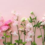 スイートピーの日(1月21日)|意味や由来・広報PRに活用するポイントと事例を紹介