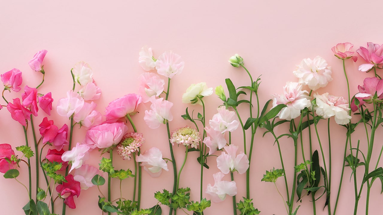 スイートピーの日(1月21日)|意味や由来・広報PRに活用するポイントと事例を紹介