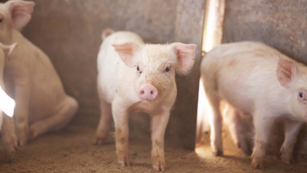 豚の日(3月1日)|意味や由来・広報PRに活用するポイントや事例を紹介