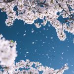 遠山の金さんの日(3月2日)|意味や由来・広報PRに活用するポイントと事例を紹介