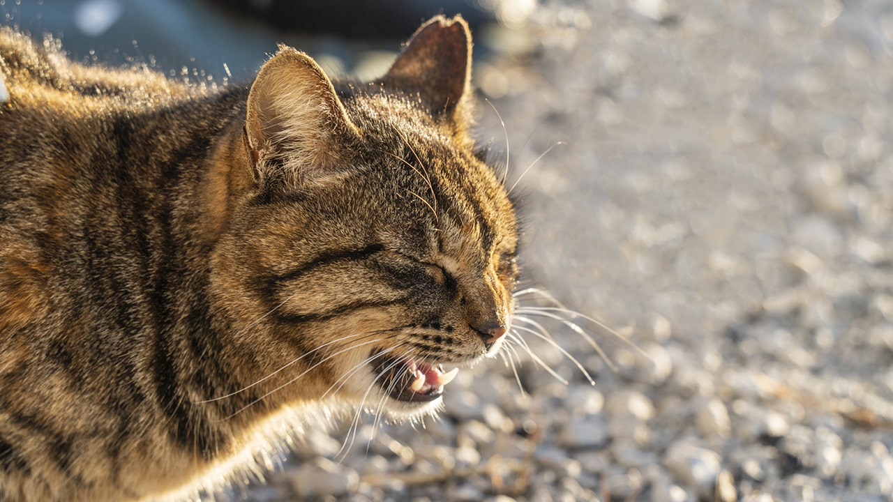 さくらねこの日（3月22日）｜意味や由来・広報PRに活用するポイントと