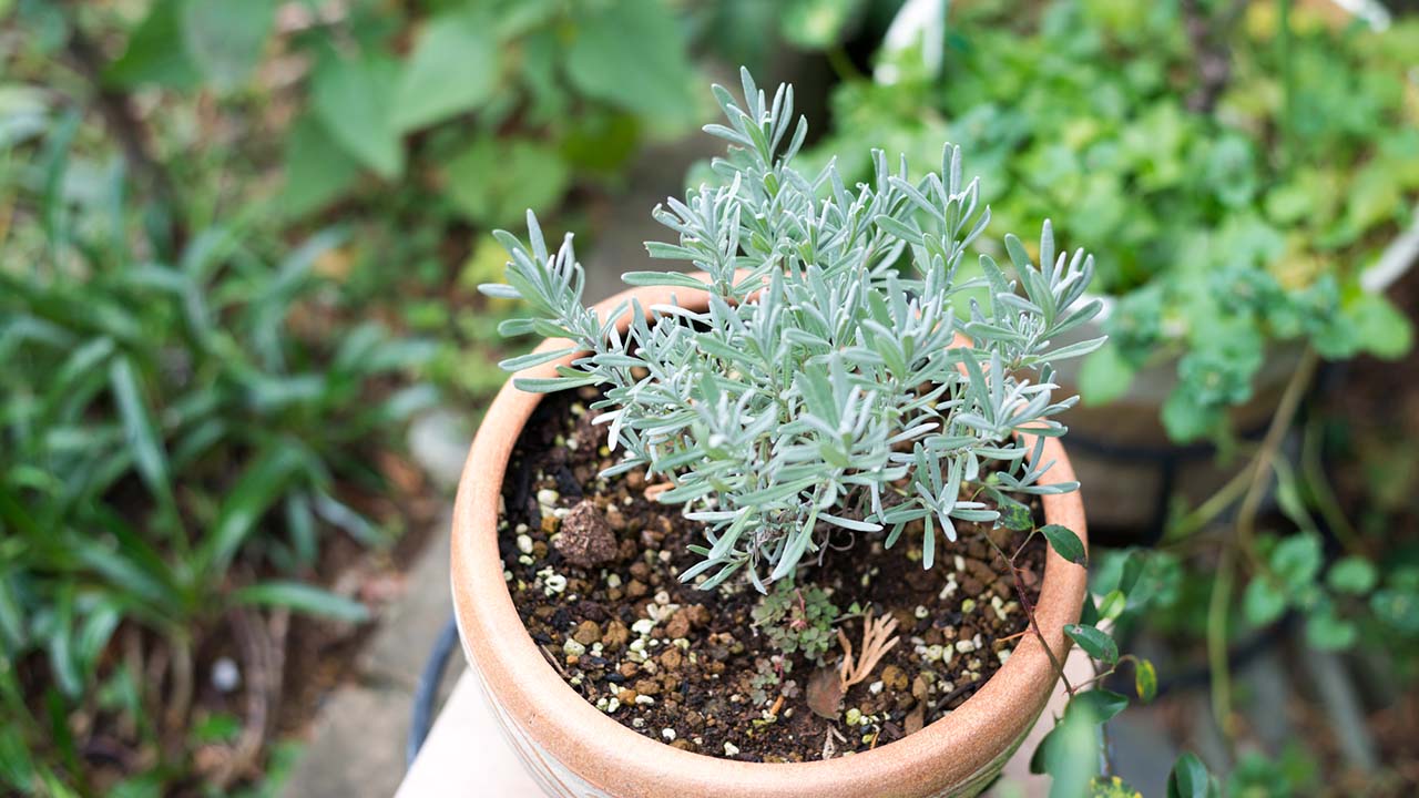 植物学の日(4月24日)|意味や由来・広報PRに活用するポイントや事例を紹介