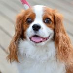 愛犬の日(5月13日)|意味や由来・広報PRに活用するポイントと事例を紹介