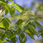 自然公園の日(7月21日)|意味や由来・広報PRに活用するポイントと事例を紹介