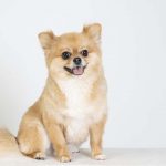 犬の日(11月1日)|意味や由来・広報PRに活用するポイントや事例を紹介